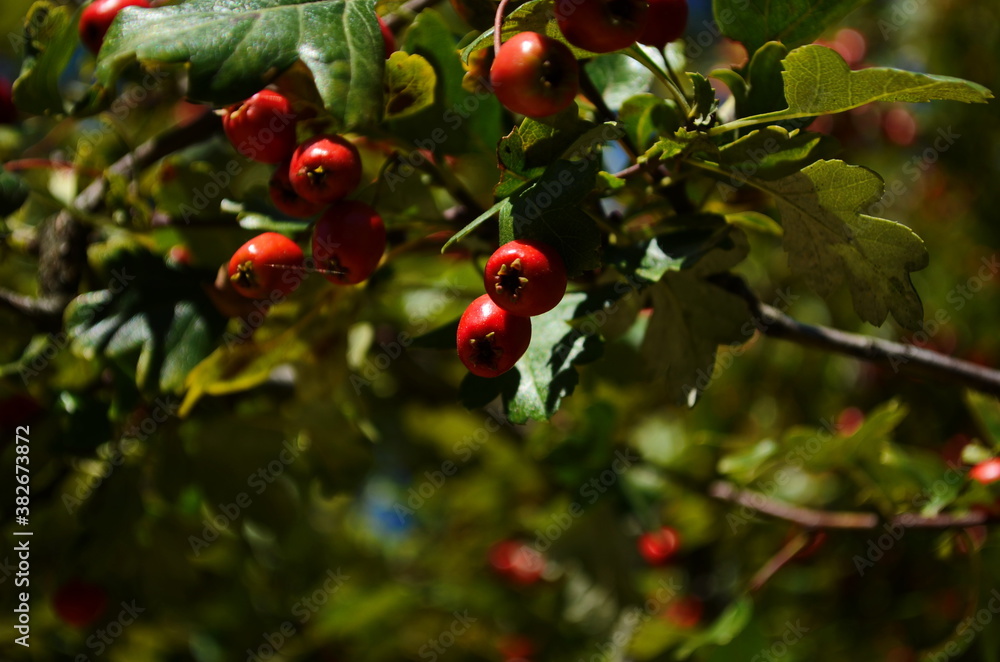 Red fruit of the hawthorn close-up. Crataegus, commonly called hawthorn, quickthorn, thornapple, May-tree, whitethorn, hawberry.