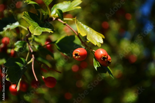 Red fruit of the hawthorn close-up. Crataegus, commonly called hawthorn, quickthorn, thornapple, May-tree, whitethorn, hawberry.