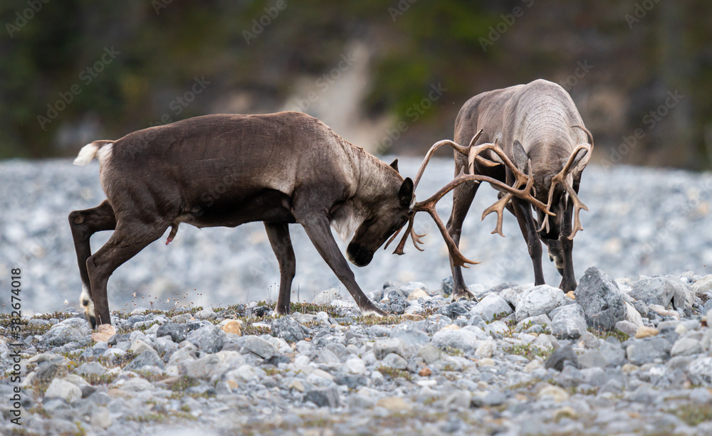 Mountain caribou