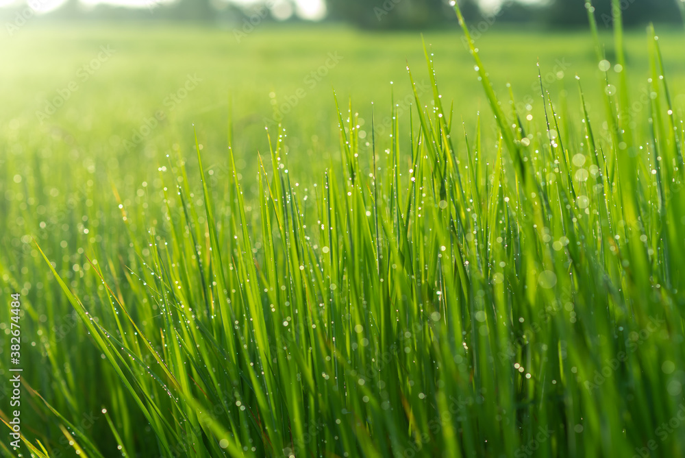 Green grass background Beautiful young grass in the sunlight Summer or spring Copy space banner Green grass background Beautiful young grass in the sunlight Summer or spring Copy space banner