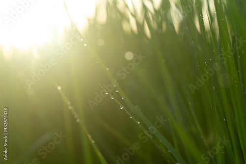 Light green rice plant, light green rice leaves in the rice field