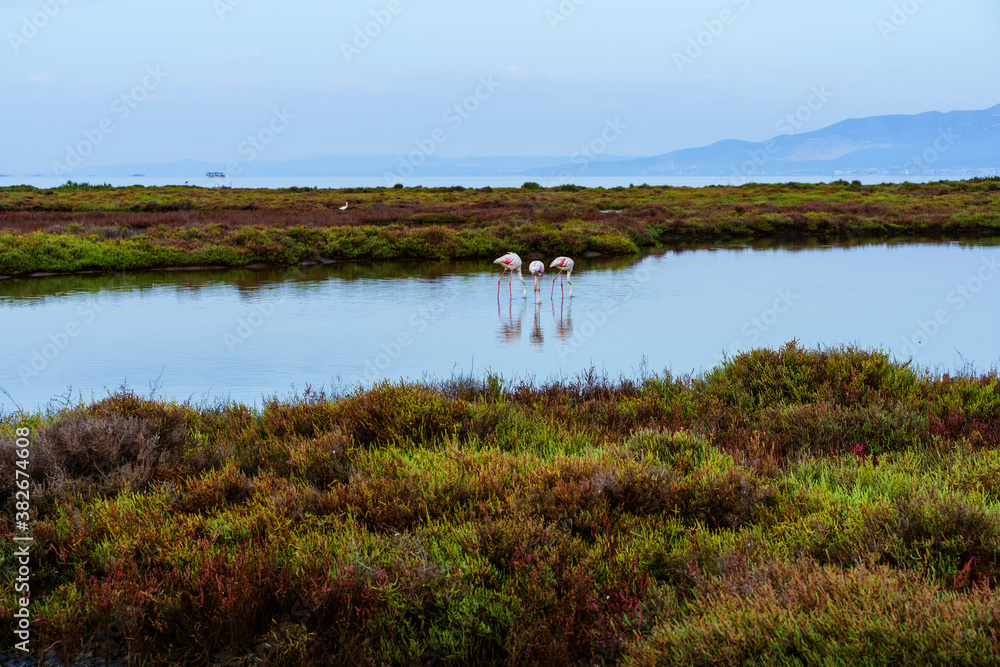 Group of flamingos in the water between rock formations