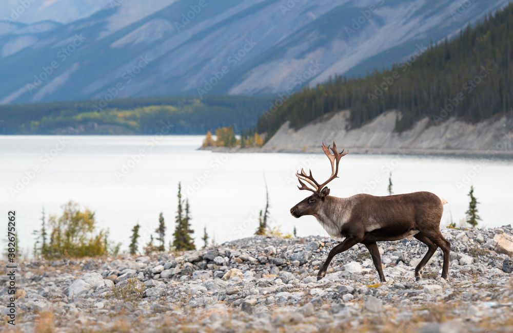 Mountain caribou