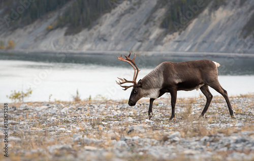 Mountain caribou