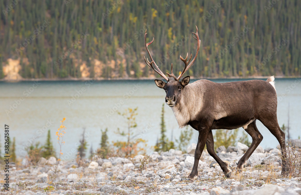 Mountain caribou