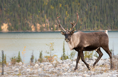 Obraz na płótnie Mountain caribou w salonie