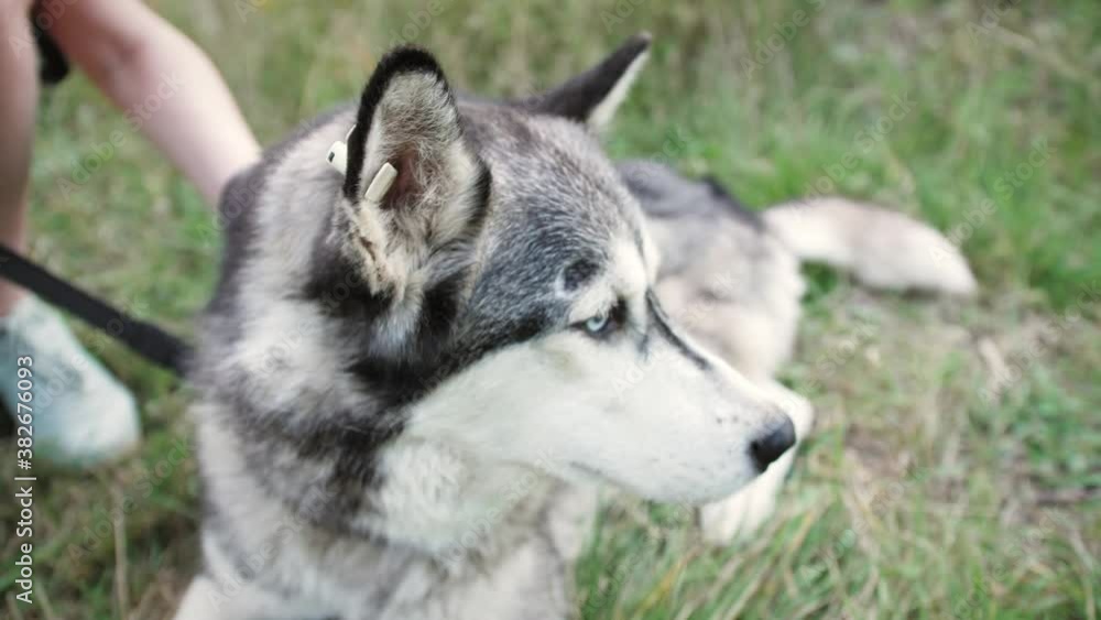 Portrait of dog Husky. Volunteer petting a dog close up. Dog walking concept. Dog sitting service. Portrait of dog Husky. Volunteer petting a dog close up. Dog walking concept. Dog sitting service.