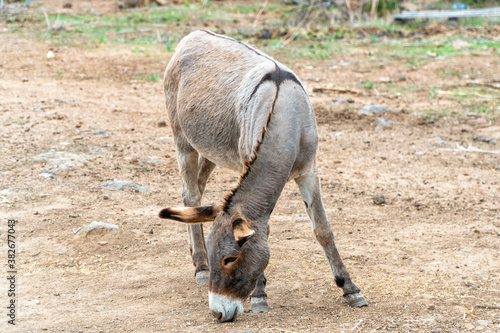 A gray donkey bends its snout to feed on corn in a farm yard.