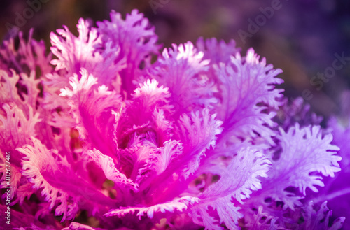 close up of a pink flower