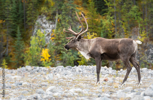 Caribou in the wild