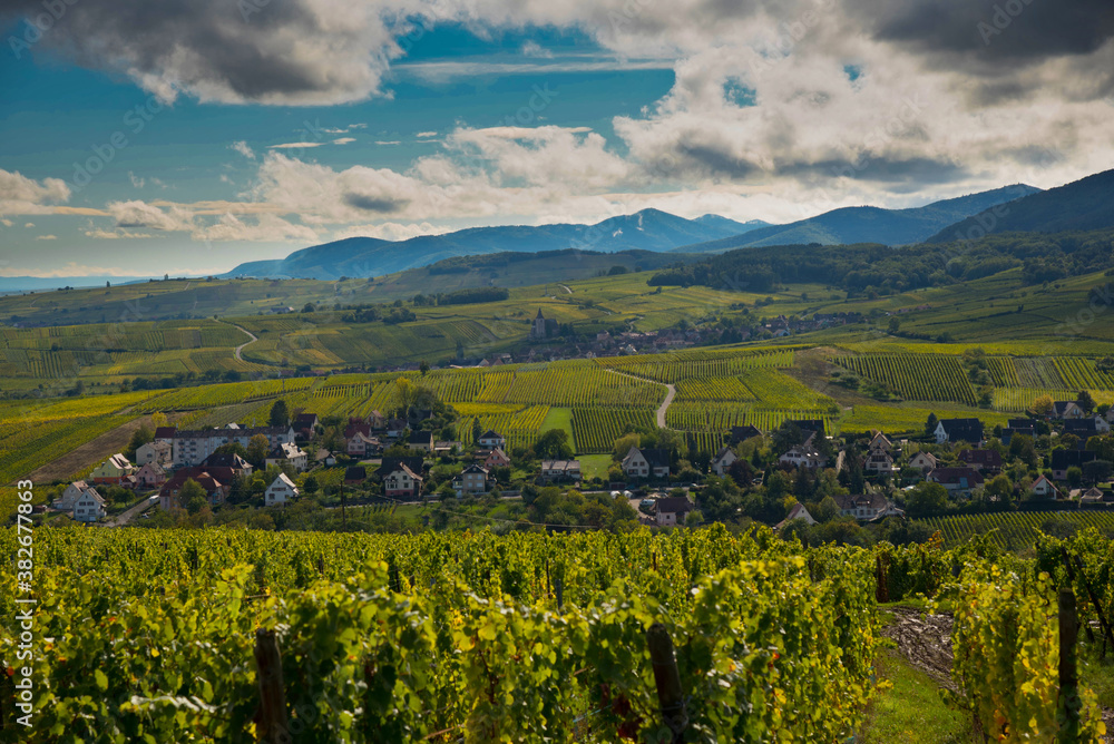 Obraz premium Blick auf Ribeauvillé und seine Weinberge im Elsass