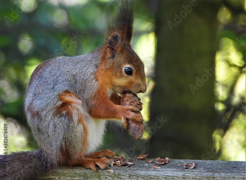squirrel, animal, rodent, mammal, tree, nature, wildlife, cute, fur, tail, wild, red, eating, forest, nut, park, branch, brown, grey, fluffy, animals, furry, eat, small, green