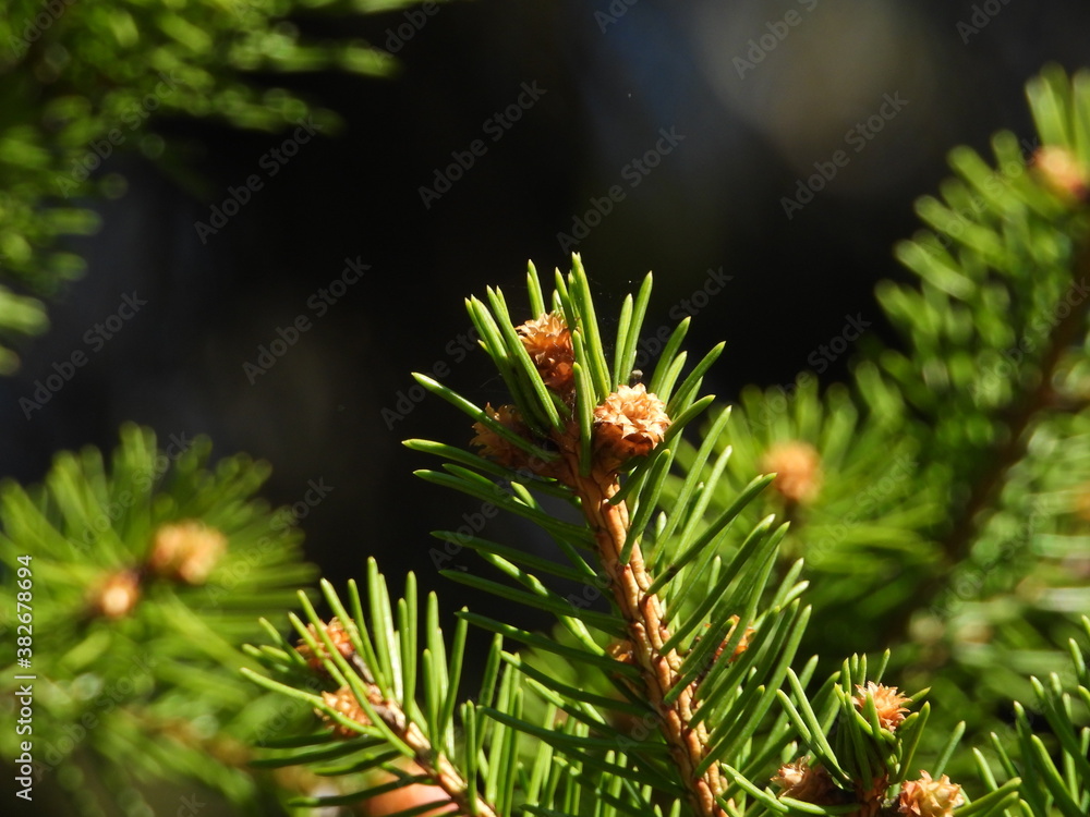 tree, pine, nature, branch, green, forest, fir, needle, evergreen, christmas, coniferous, macro, needles, plant, spruce, cone, twig, conifer, spring, close-up, closeup, leaf, season, new tree, pine, nature, branch, green, forest, fir, needle, evergreen, christmas, coniferous, macro, needles, plant, spruce, cone, twig, conifer, spring, close-up, closeup, leaf, season, new