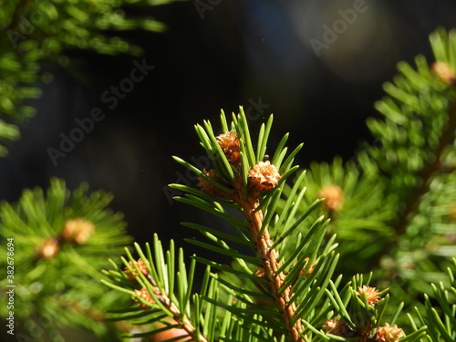 tree, pine, nature, branch, green, forest, fir, needle, evergreen, christmas, coniferous, macro, needles, plant, spruce, cone, twig, conifer, spring, close-up, closeup, leaf, season, new