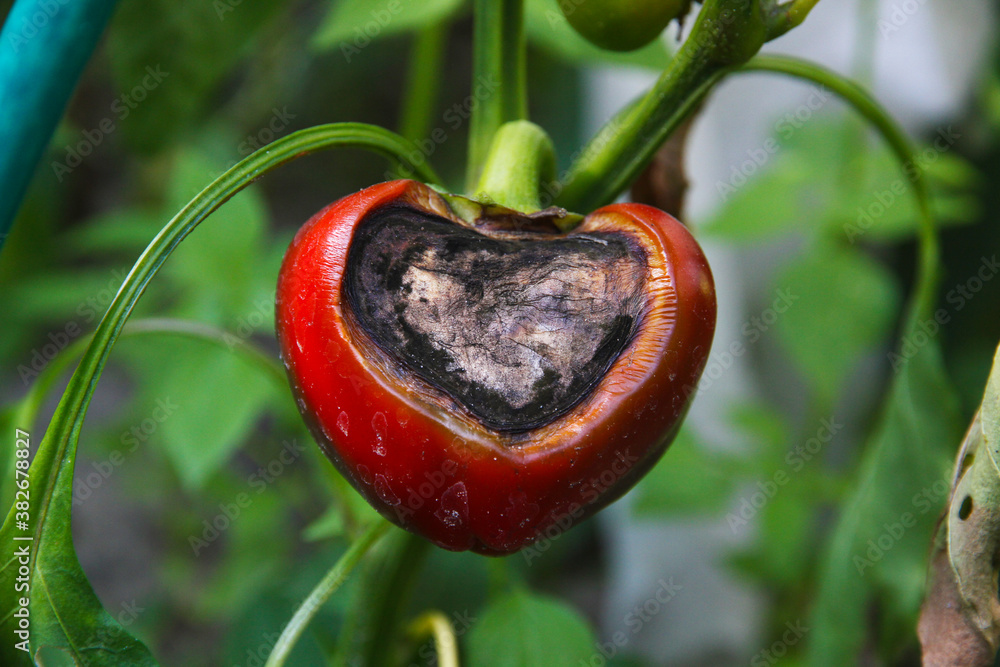 Patient the fruit of the pepper. Apical rot of the fruits of pepper