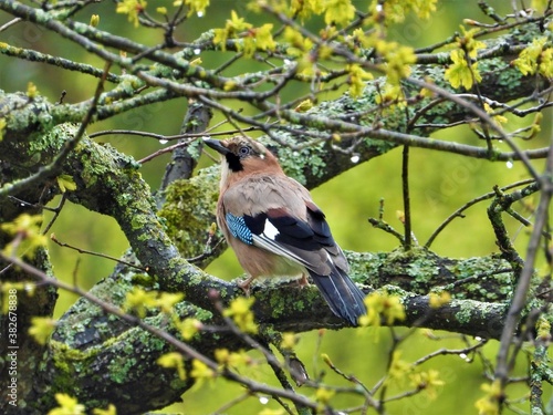 bird, nature, wildlife, branch, tree, animal, wild, blue, green, beak, jay, chaffinch, spring, sitting, feathers, white, finch, outdoors, black, garden, birds, beautiful, perched, warbler, wing