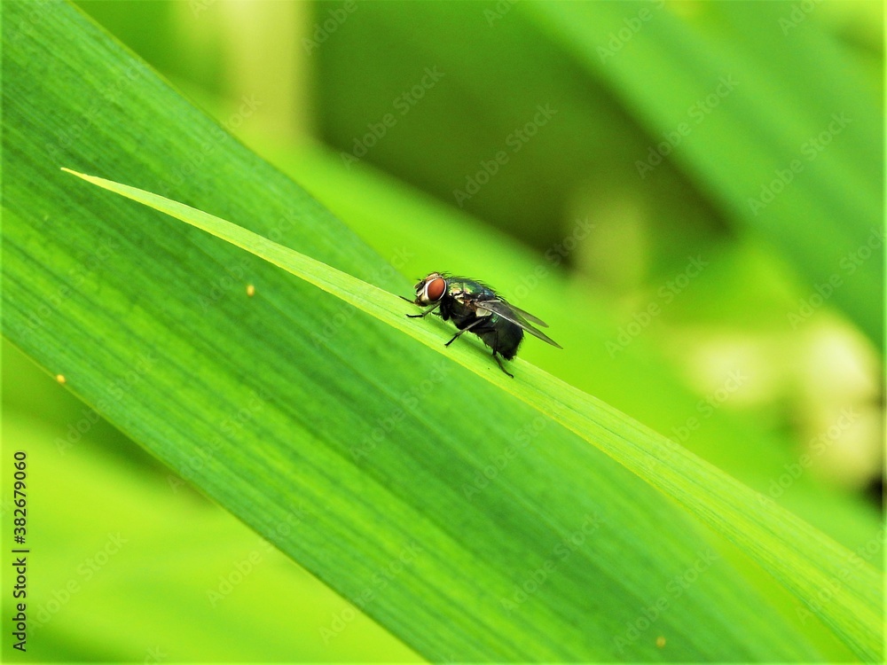 Fototapeta premium insect, fly, nature, macro, green, leaf, bug, animal, beetle, plant, closeup, grass, garden, pest, red, black, small, ant, detail, insects, close-up, ladybug, summer, wildlife, animals