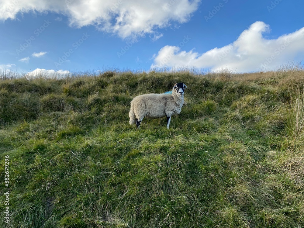 Lone sheep, high on the moors, with broken cloud above, on a late summers day in, Halton Gill, Skipton, UK