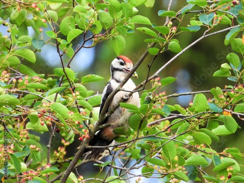 animal, wildlife, tree, nature, mammal, wild, cute, squirrel, zoo, jungle, branch, forest, fur, animals, small, bird, funny, squirrel monkey, young, baby, face, macaque, green, saimiri, mammals