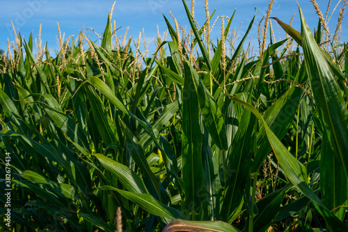 A green field of corn growing up in the autumne. Rows of fresh unpicked corn