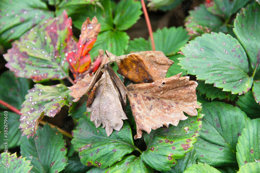 Strawberry leaves with red spots. Primary signs of fungal disease