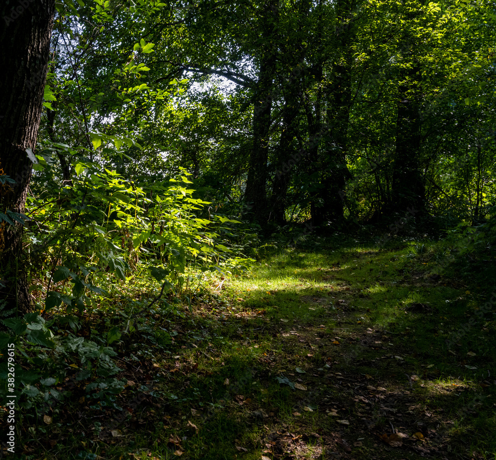 A beautiful green forest glade lit up by a sunbeam. Picture from Scania county, southern Sweden A beautiful green forest glade lit up by a sunbeam. Picture from Scania county, southern Sweden