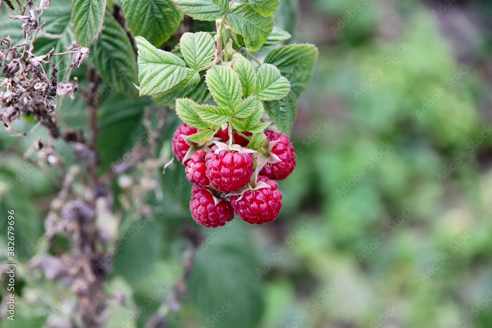 Beautiful juicy ripe raspberries on a green natural background. Beautiful juicy ripe raspberries on a green natural background.