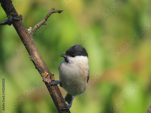 Marsh tit (Poecile palustris) perching on a beautiful tree branc. Beautiful marsh tit perching with crest lifted up.