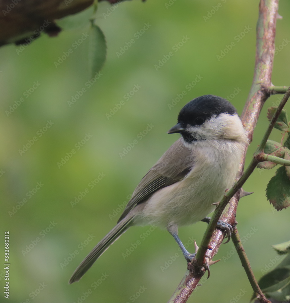 Fototapeta premium Marsh tit (Poecile palustris) perching on a beautiful tree branc. Beautiful marsh tit perching with crest lifted up.