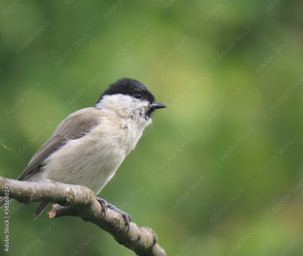 Fototapeta premium Marsh tit (Poecile palustris) perching on a beautiful tree branc. Beautiful marsh tit perching with crest lifted up.