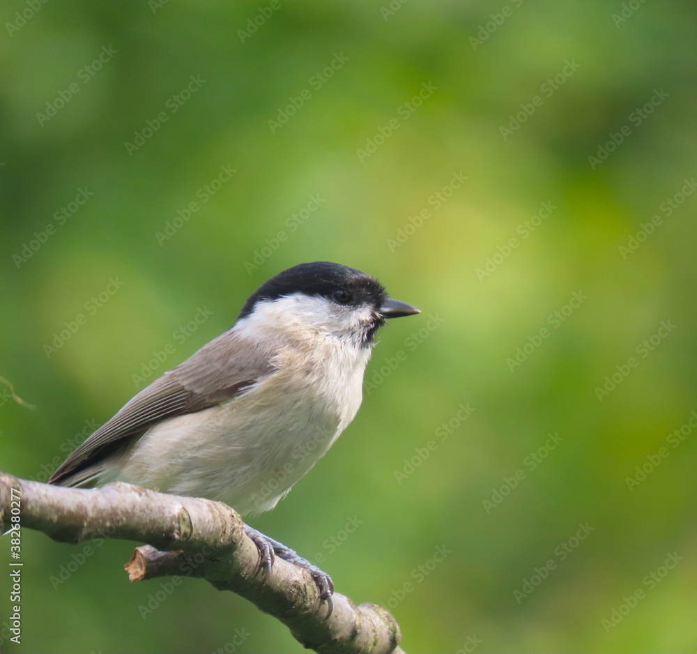 Marsh tit (Poecile palustris) perching on a beautiful tree branc. Beautiful marsh tit perching with crest lifted up. Marsh tit (Poecile palustris) perching on a beautiful tree branc. Beautiful marsh tit perching with crest lifted up.