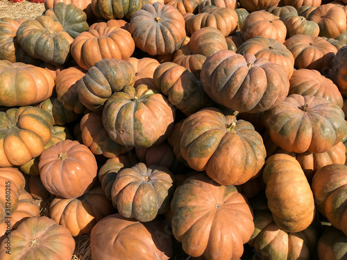 Large Piles Scattering of Orange Pumpkins and Gourds at a Pumpkin Patch for Halloween or Thanksgiving. Large pumpkin harvest. Fairs, festivals, selling beautiful large pumpkins.