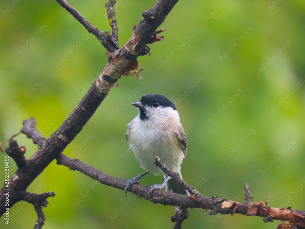 Marsh tit (Poecile palustris) perching on a beautiful tree branc. Beautiful marsh tit perching with crest lifted up. Marsh tit (Poecile palustris) perching on a beautiful tree branc. Beautiful marsh tit perching with crest lifted up.