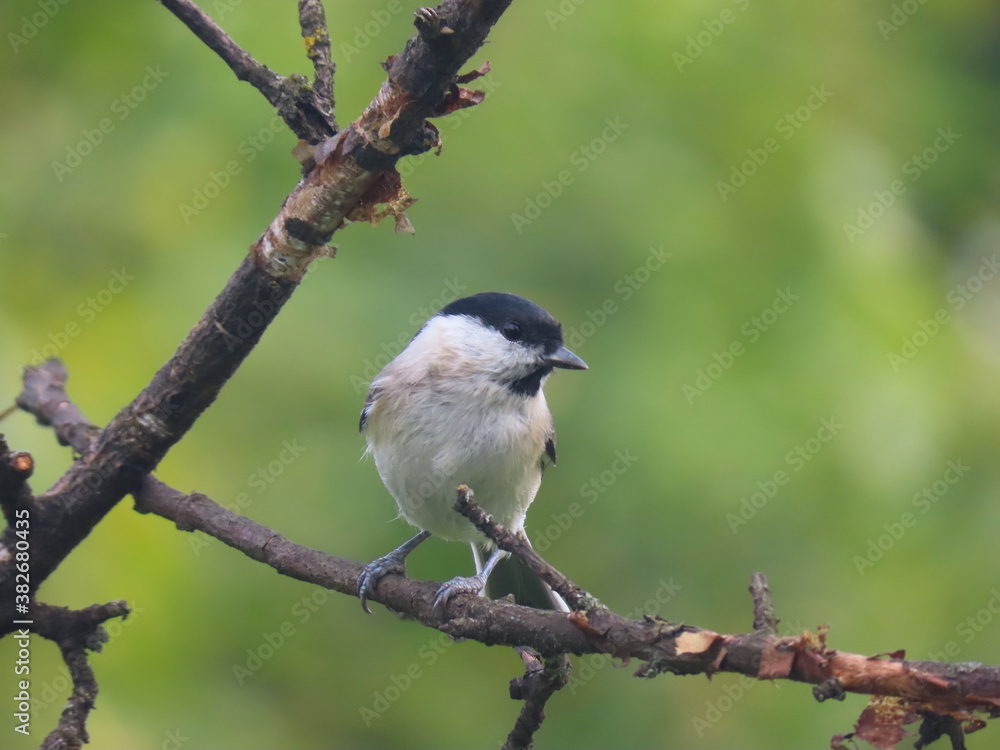Marsh tit (Poecile palustris) perching on a beautiful tree branc. Beautiful marsh tit perching with crest lifted up. Marsh tit (Poecile palustris) perching on a beautiful tree branc. Beautiful marsh tit perching with crest lifted up.