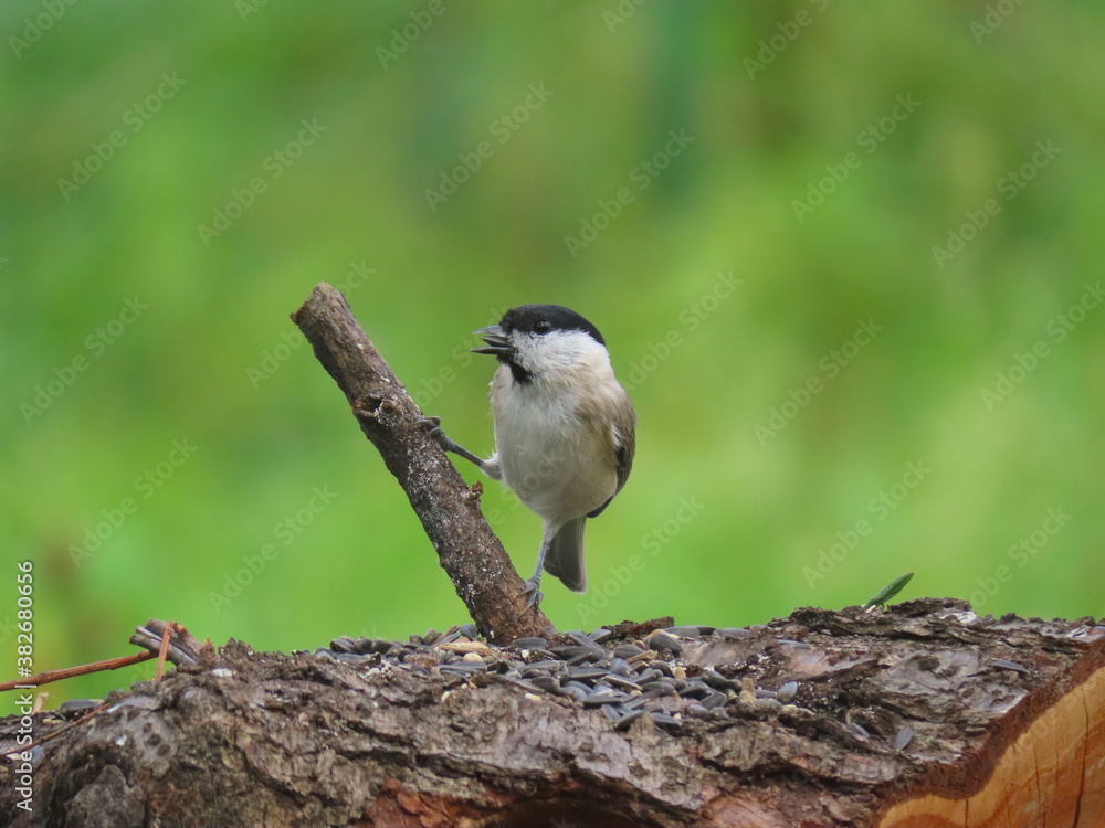 Fototapeta premium Marsh tit (Poecile palustris) standing on a small branch sticking out of a fallen piece of tree trunk and eating seeds.