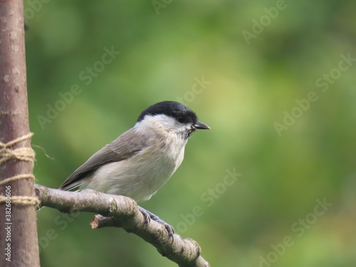 Marsh tit (Poecile palustris) perching on a beautiful tree branc. Beautiful marsh tit perching with crest lifted up.