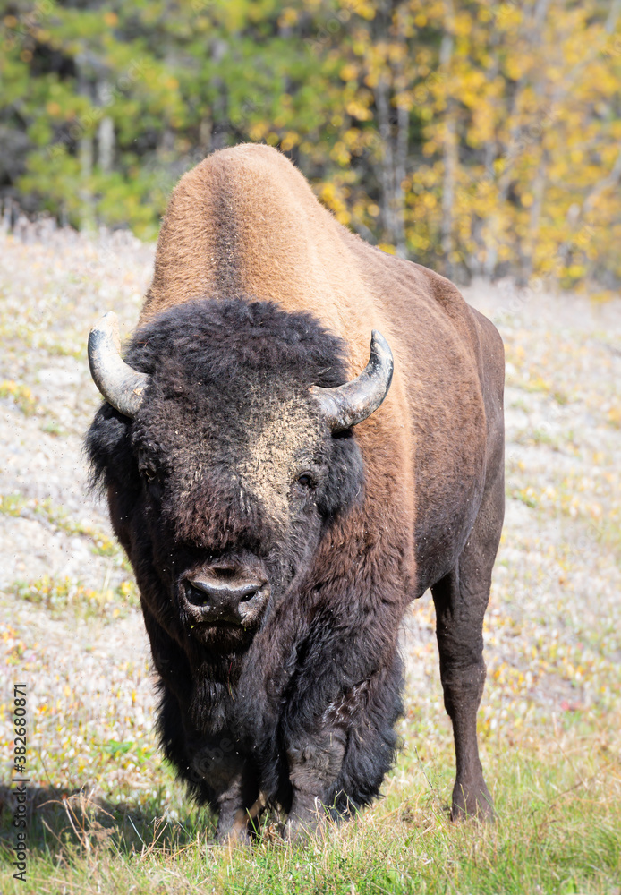 Bison in the wild