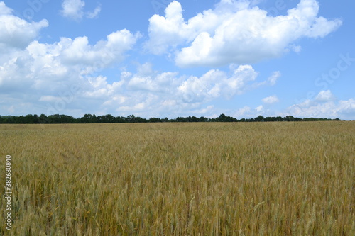 field, wheat, sky, agriculture, landscape, summer, nature, farm, blue, grass, rural, cloud, clouds, plant, crop, grain, meadow, cereal, green, yellow, harvest, rye, countryside, day, horizon