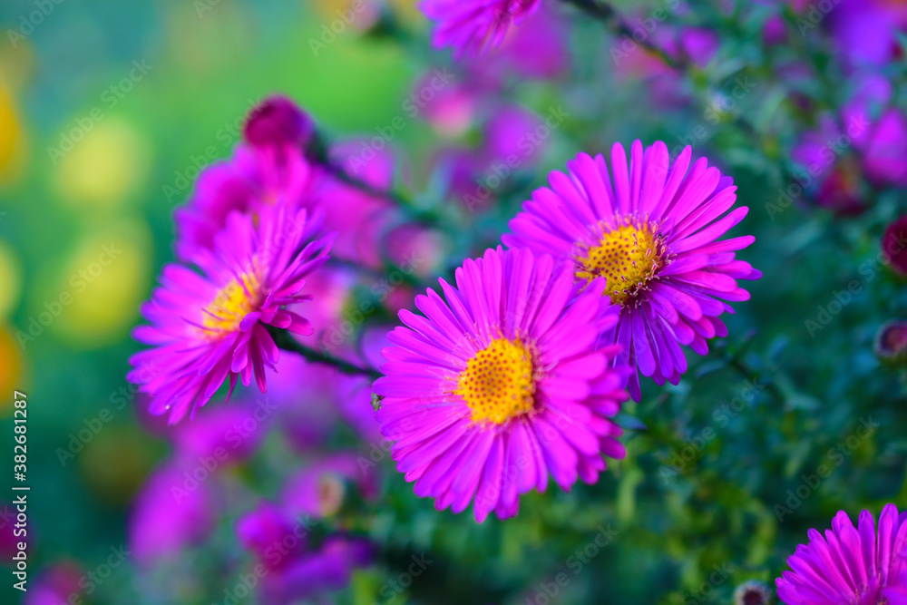 Fototapeta premium Red September flowers or perennial Aster is native to North America, where it grows wild even now.