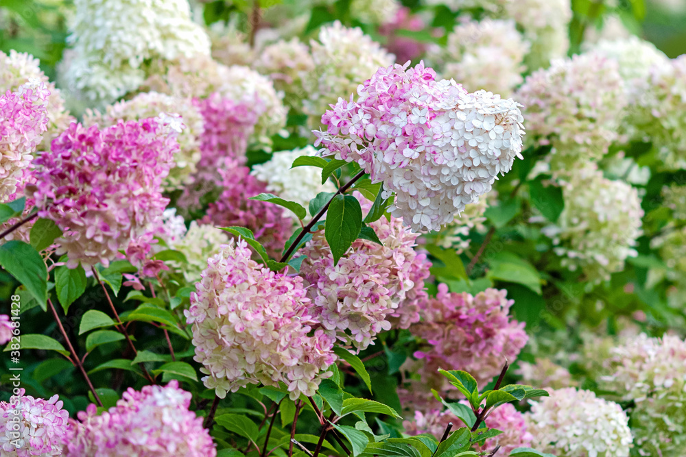 Flowering Hydrangea paniculata Vanille Fraise with pink and white blooms Flowering Hydrangea paniculata Vanille Fraise with pink and white blooms