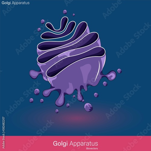 Ultrastructure of Golgi apparatus, Subcellular Organelle, labelled Anatomy of Golgi Complex. Endomembrane System of the cell.  Poster of Golgi complex. photo