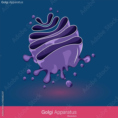 Ultrastructure of Golgi apparatus, Subcellular Organelle, labelled Anatomy of Golgi Complex. Endomembrane System of the cell.  Poster of Golgi complex.