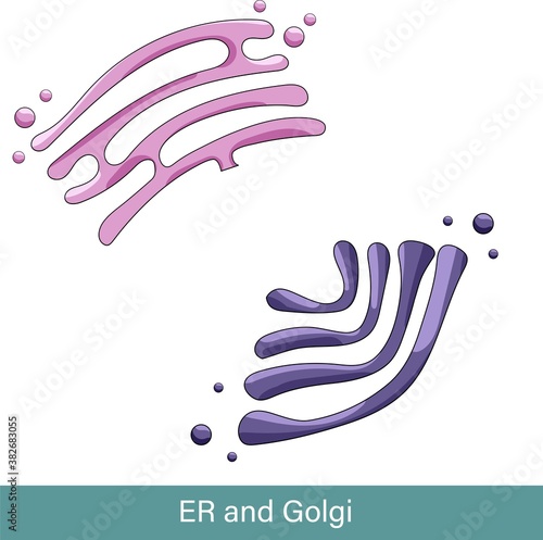 ER and Golgi Ultrastructure. Endoplasmic reticulum Structure. Golgi Complex Structure. Subcellular organelles detailed structure photo