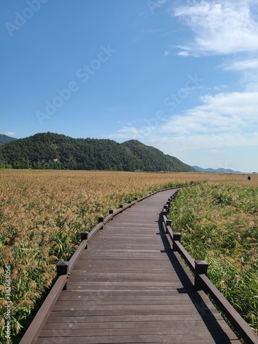 Wallpaper Mural 순천만습지 Torontodigital.ca