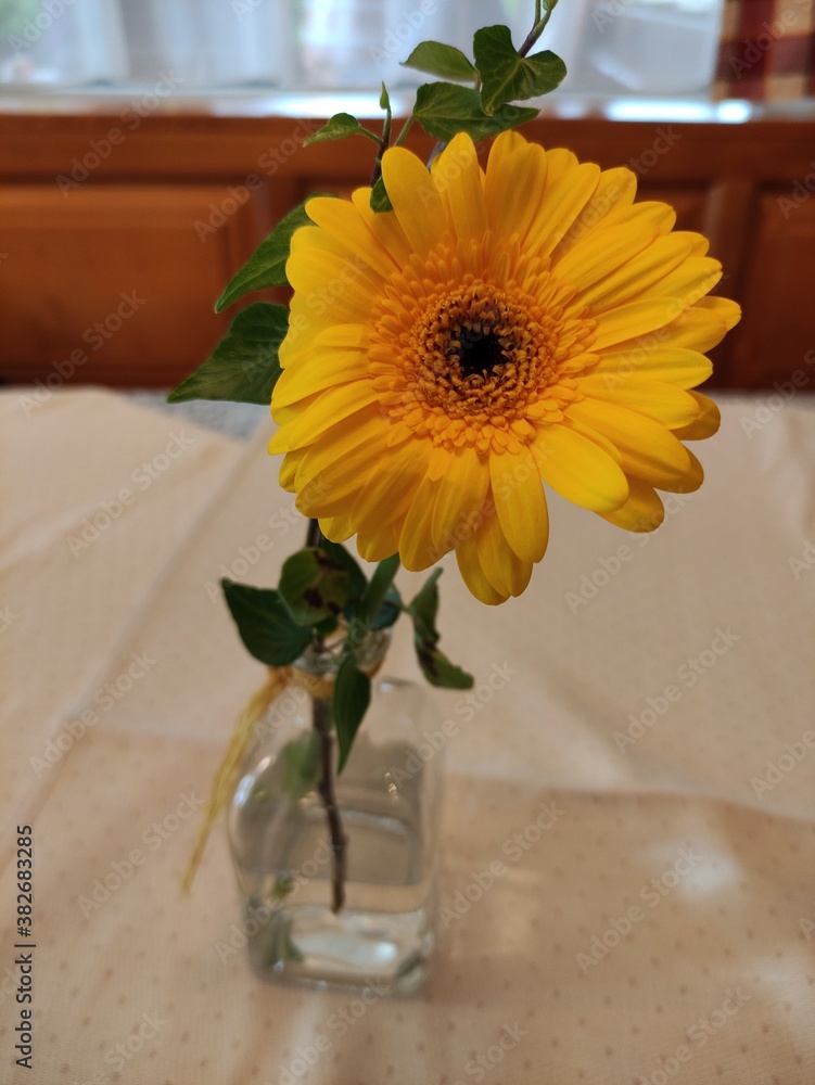 Fototapeta premium Wunderschöne gelbe Blüte in einer Vase