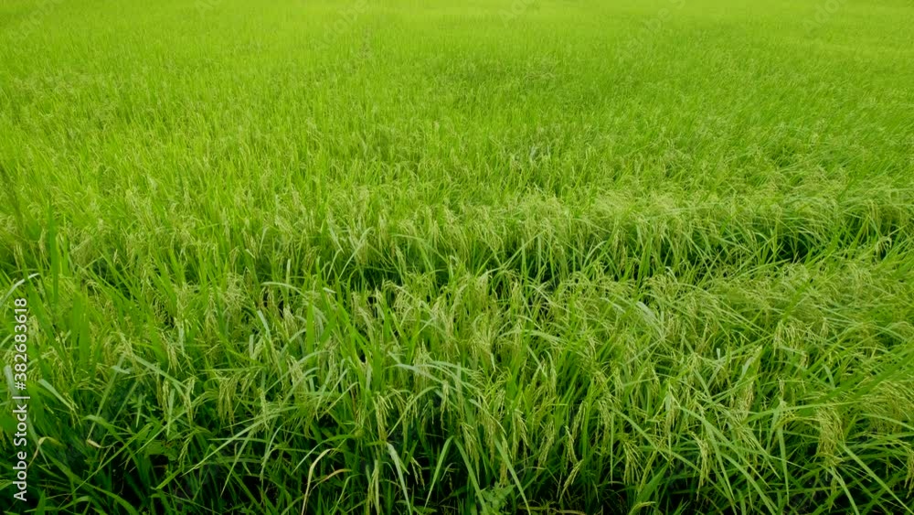Waving ears of rice plants in rice field. Young green paddy rice sways in the wind Waving ears of rice plants in rice field. Young green paddy rice sways in the wind