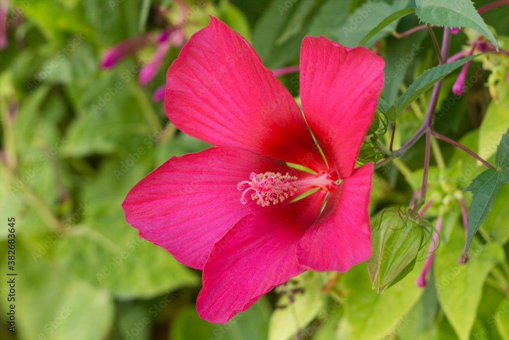 red hibiscus flower or chinese rose close up red hibiscus flower or chinese rose close up