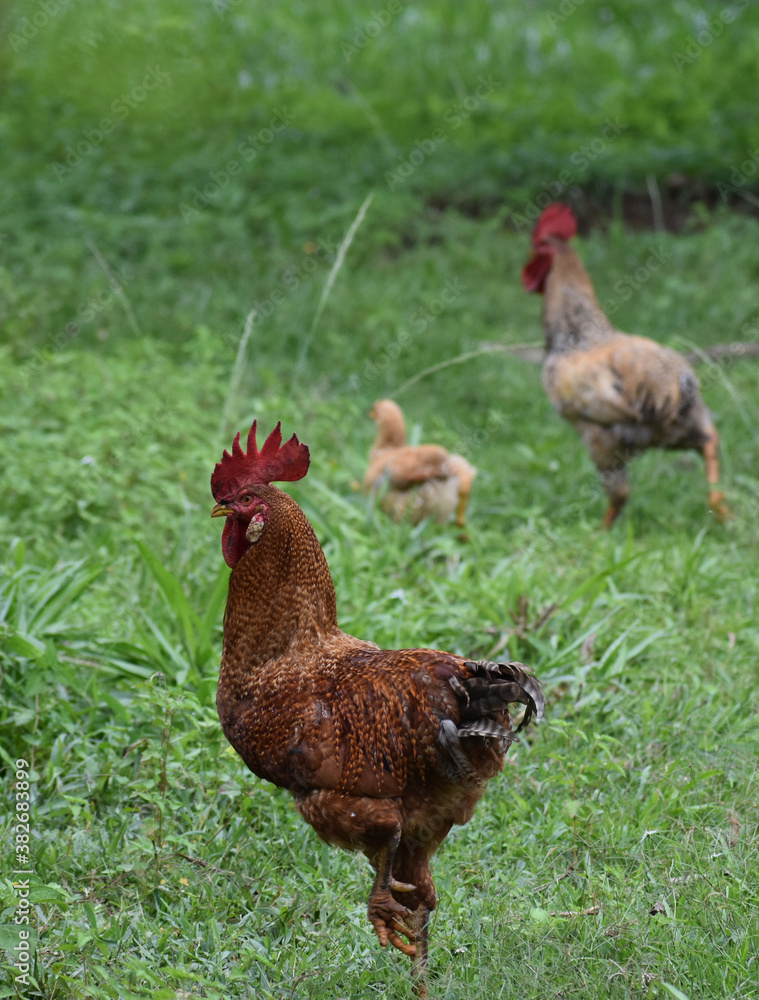 Fototapeta premium Chicken on the road