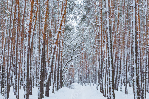 quiet winter pine tree forest covered by a snow, winter natural background