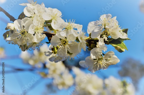 tree blossom